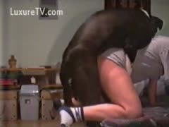 A large concupiscent dog rules over a woman.